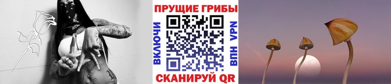 цены   ссылка на мегу tor  Псилоцибиновые грибы Psilocybine cubensis  Новошахтинск 
